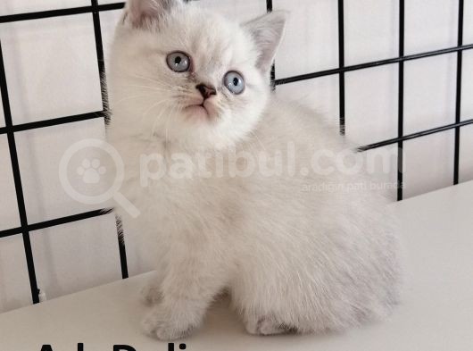 British Shorthair Yavrular görsel