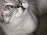 Scottish Fold Blue Point Üzüm