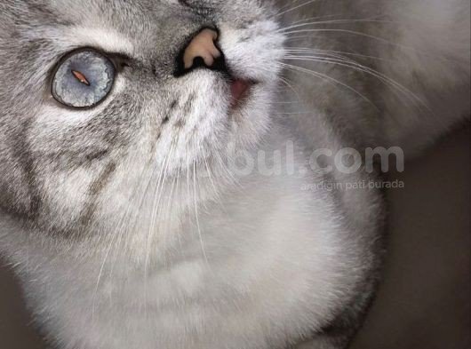 Scottish Fold Blue Point Üzüm