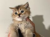 Kalite Safkan Golden Ve Beyaz Bebekler