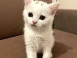 2 Aylik British Shorthair