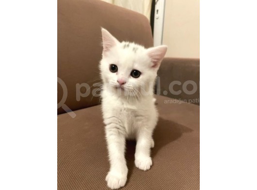 2 Aylik British Shorthair görsel