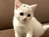 2 Aylik British Shorthair