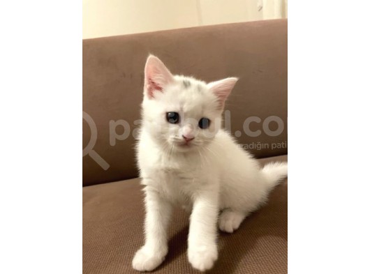 2 Aylik British Shorthair görsel