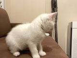2 Aylik British Shorthair