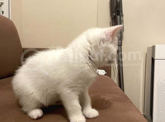 2 Aylik British Shorthair görsel