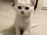 2 Aylik British Shorthair