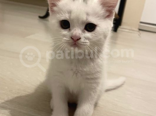 2 Aylik British Shorthair görsel