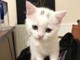 2 Aylik British Shorthair