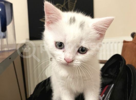 2 Aylik British Shorthair görsel
