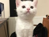 2 Aylik British Shorthair
