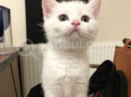 2 Aylik British Shorthair görsel