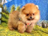 Satılık Pomeranian Boo Teddy Bear Yavrular
