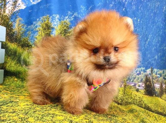 Satılık Pomeranian Boo Teddy Bear Yavrular görsel