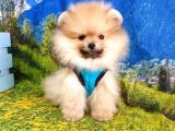 Orjinal Pomeranian Boo Yavrularımız