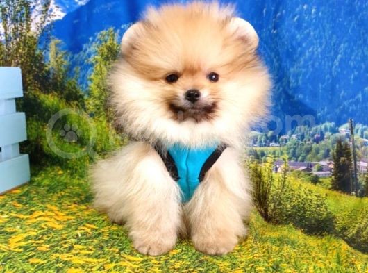 Orjinal Pomeranian Boo Yavrularımız görsel