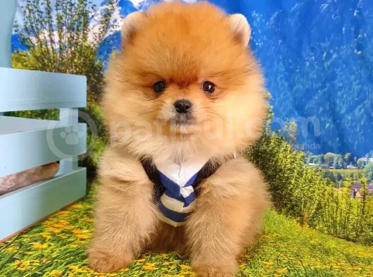 Satılık Pomeranian Boo Teddy Bear Yavrular