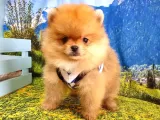 Satılık Pomeranian Boo Teddy Bear Yavrular