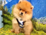 Satılık Pomeranian Boo Teddy Bear Yavrular
