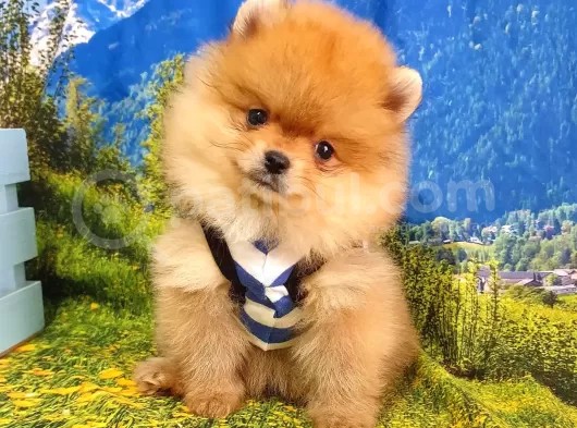 Satılık Pomeranian Boo Teddy Bear Yavrular görsel