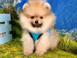Orjinal Pomeranian Boo Yavrularımız