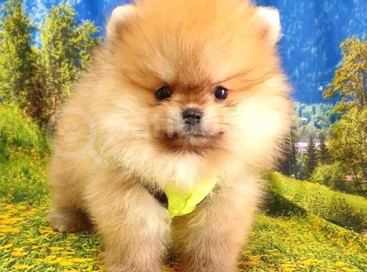 Orjinal Pomeranian Boo Yavrularımız görsel