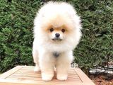 Tıraşlı Pomeranian Boo Erkek Yavrumuz