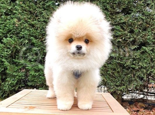Tıraşlı Pomeranian Boo Erkek Yavrumuz görsel