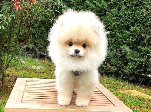 Tıraşlı Pomeranian Boo Erkek Yavrumuz görsel