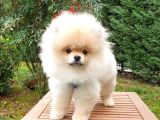 Tıraşlı Pomeranian Boo Erkek Yavrumuz