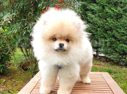 Tıraşlı Pomeranian Boo Erkek Yavrumuz görsel
