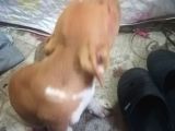 3 Aylık Safkan Retnos
