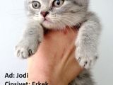 British Shorthair Yavrular