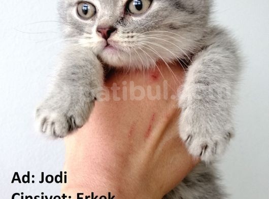 British Shorthair Yavrular görsel