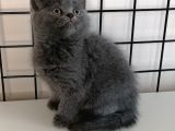 British Shorthair Yavrular