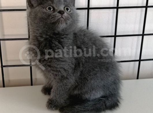 British Shorthair Yavrular görsel