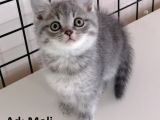 British Shorthair Yavrular