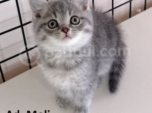 British Shorthair Yavrular görsel