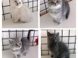 British Shorthair Yavrular