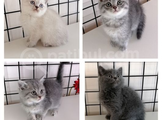 British Shorthair Yavrular