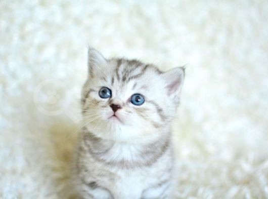 Si̇lver Tabby Ns24 Bri̇ti̇sh Shorthai̇r görsel