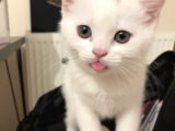 2 Aylik British Shorthair
