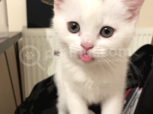 2 Aylik British Shorthair