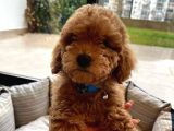 Orjinal 2.5 Aylik Toy Poodle