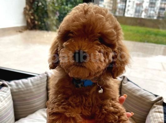 Orjinal 2.5 Aylik Toy Poodle görsel