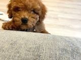 Orjinal 2.5 Aylik Toy Poodle