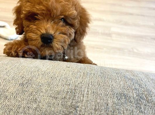 Orjinal 2.5 Aylik Toy Poodle görsel