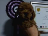 Orjinal 2.5 Aylik Toy Poodle