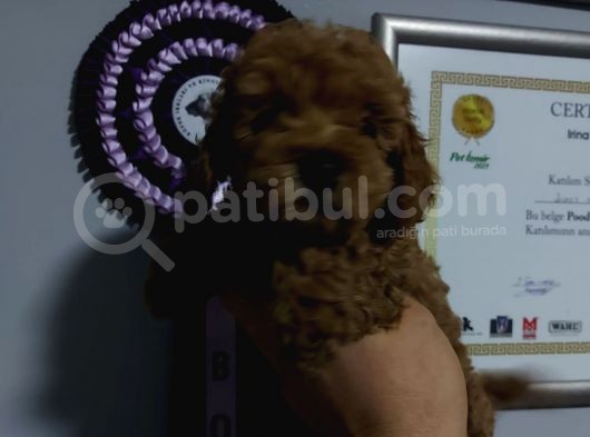 Orjinal 2.5 Aylik Toy Poodle