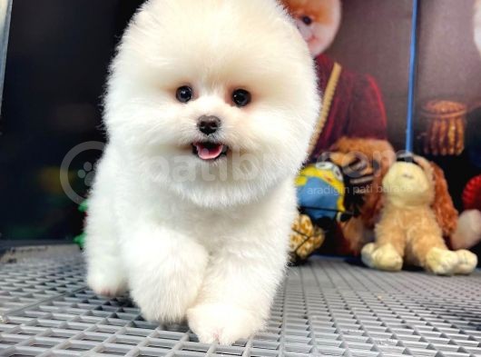 Pomeranian Teddybear